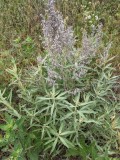 PXL_20210525_142703547.jpg