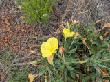 PXL_20210525_172451937.jpg