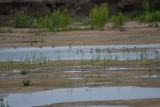 DSC_6595.jpg