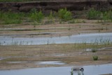 DSC_6596.jpg