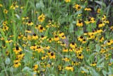 DSC_6625.jpg