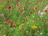 IMG_5592b.jpg
