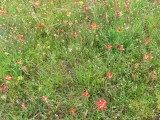 IMG_5639b.jpg