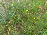 IMG_5643b.jpg