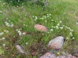 IMG_5653b.jpg