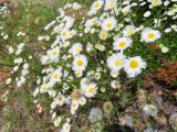 IMG_5661b.jpg