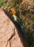 IMG_5688b.jpg