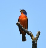 DSC_6730b.jpg