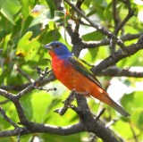 DSC_6810b.jpg