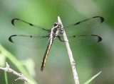 DSC_6816b.jpg