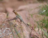 DSC_6841b.jpg