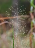 DSC_0443b.jpg
