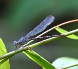 DSC_0456b.jpg
