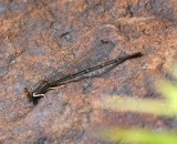 DSC_0468b.jpg