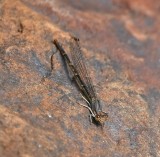 DSC_0470b.jpg