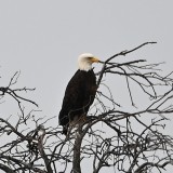 DSC_0503b.jpg