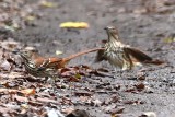 DSC_0519b.jpg