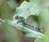 DSC_0525b.jpg