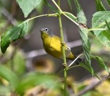 DSC_0560b.jpg