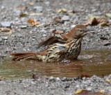 DSC_0587b.jpg