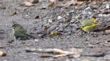 DSC_0601b.jpg