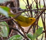 DSC_0719b.jpg
