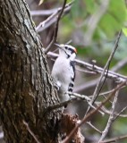 DSC_0728b.jpg