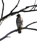 DSC_0908b.jpg