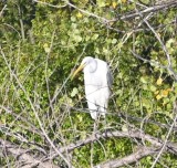 DSC_0931b.jpg