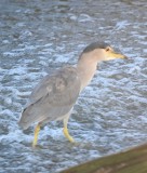 DSC_1102b.jpg