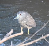 DSC_1104b.jpg