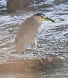 DSC_1107b.jpg