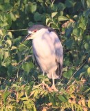 DSC_1110b.jpg