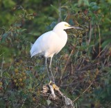 DSC_1119b.jpg