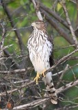 DSC_1127b.jpg