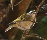 DSC_8440b.jpg
