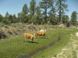 cows enjoying the grass and water