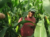 Jan in the corn field