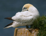 DSC07863 - Northern Gannet Preening