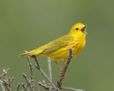 _DSC1993 - Yellow Warbler<br>**WINNER**