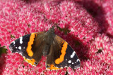 DSC03355 - Red Admiral on Sedum II