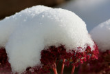 DSC03435 - Snow-capped Sedum