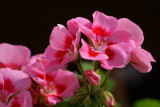 DSC03984 - Geraniums - Moms Flowers