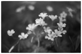 Flower_Z6D1763.jpg