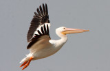Pelican in Flight