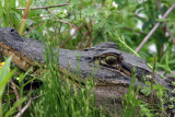 Ole Green Eyes