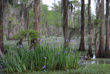 My Louisiana