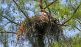 Hawk at its nest in top of cypress tree