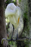 The Egret Bride