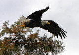 Back from migration in Canada